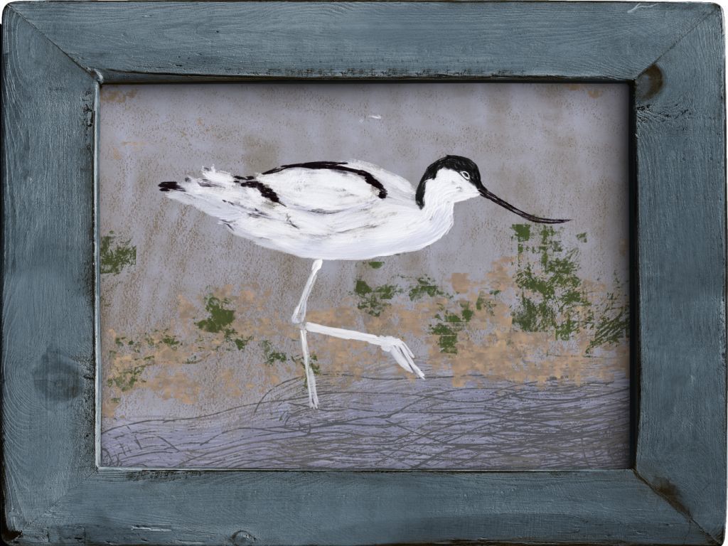 Pied Avocet (Recurvirostra avosetta)