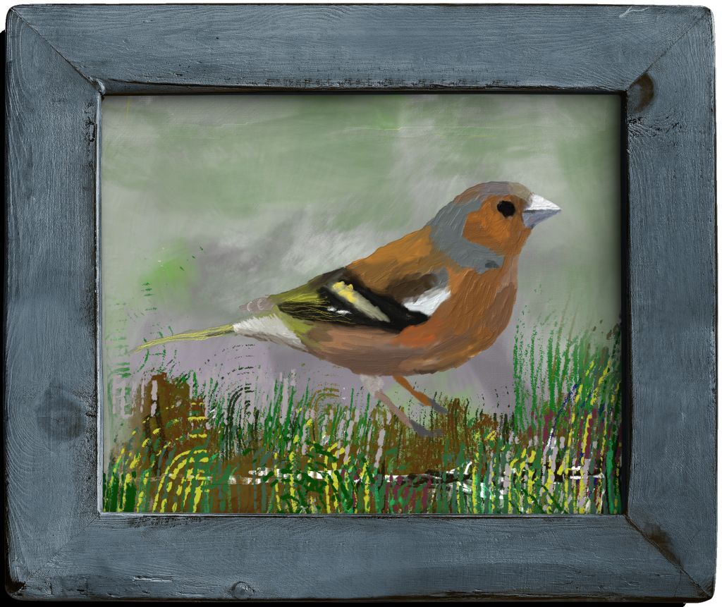 Eurasian Chaffinch (Fringilla coelebs)