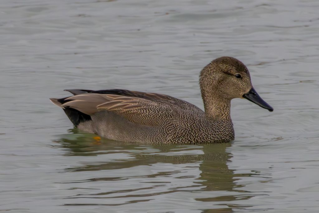 Gadwall (Mareca strepera) Male