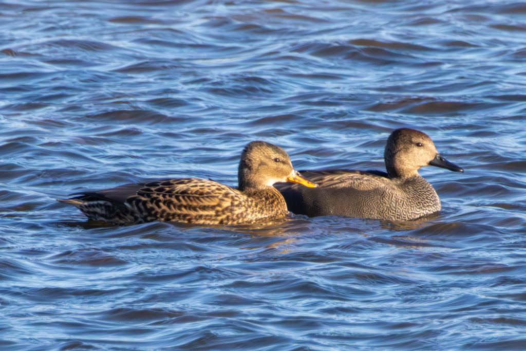 Gadwall (Mareca strepera) Pair