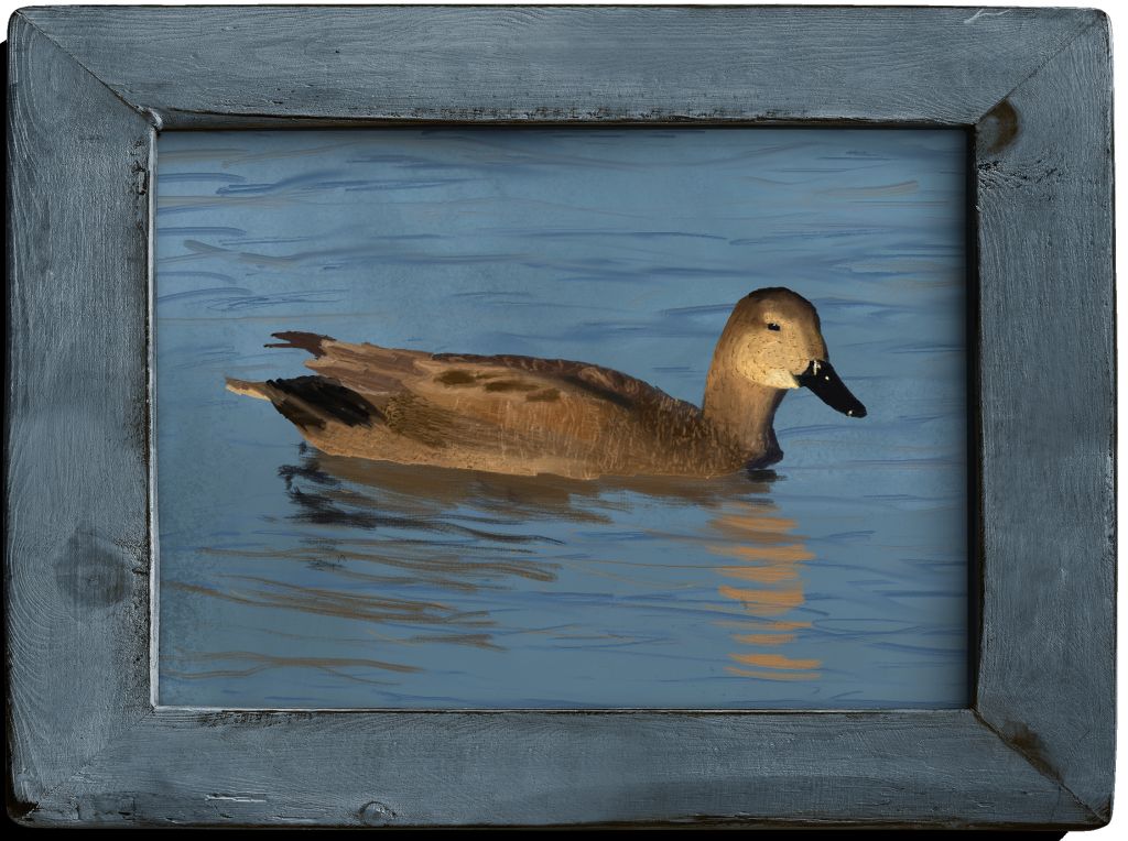 Gadwall (Mareca strepera)