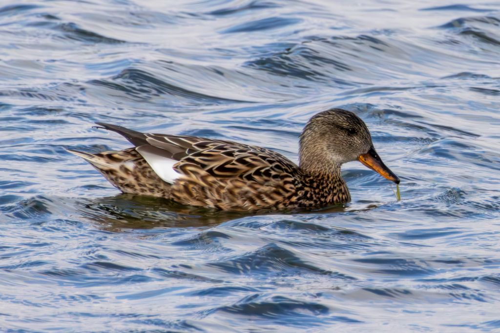 Gadwall (Mareca strepera) Female