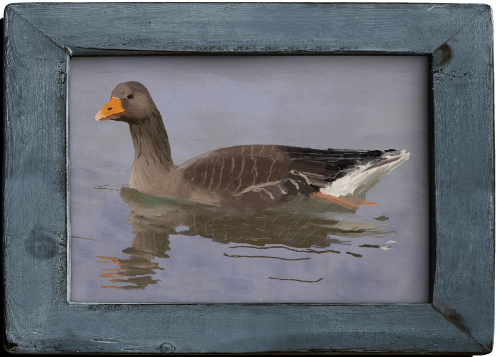 Greylag Goose (Anser anser)