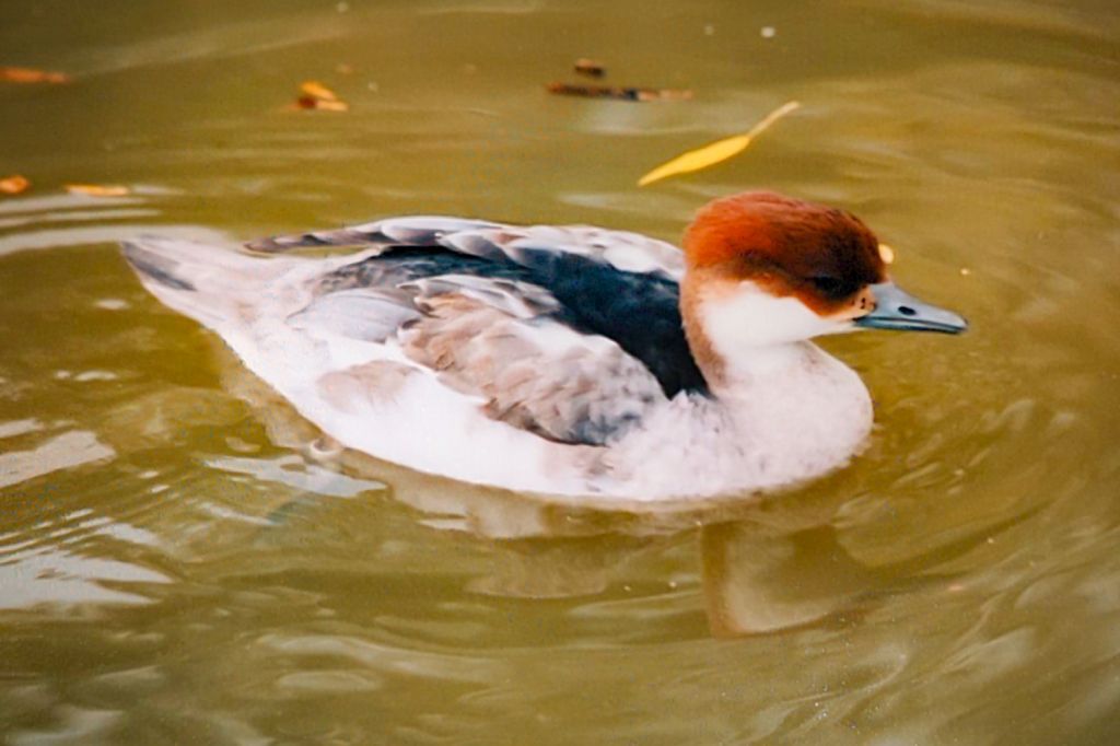 Smew (Mergellus albellus) Female