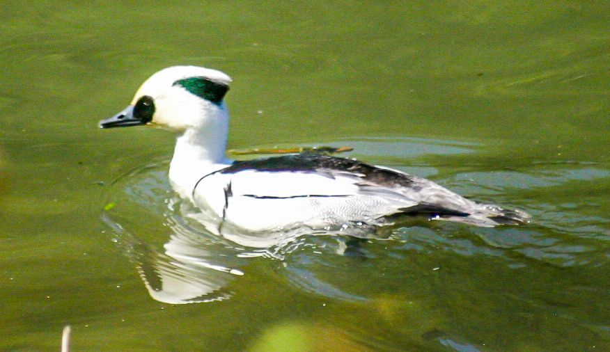 Smew (Mergellus albellus) Wild