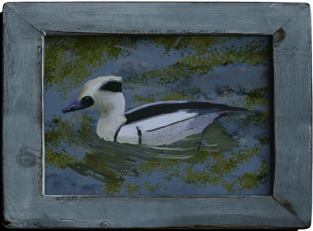 Smew image 4