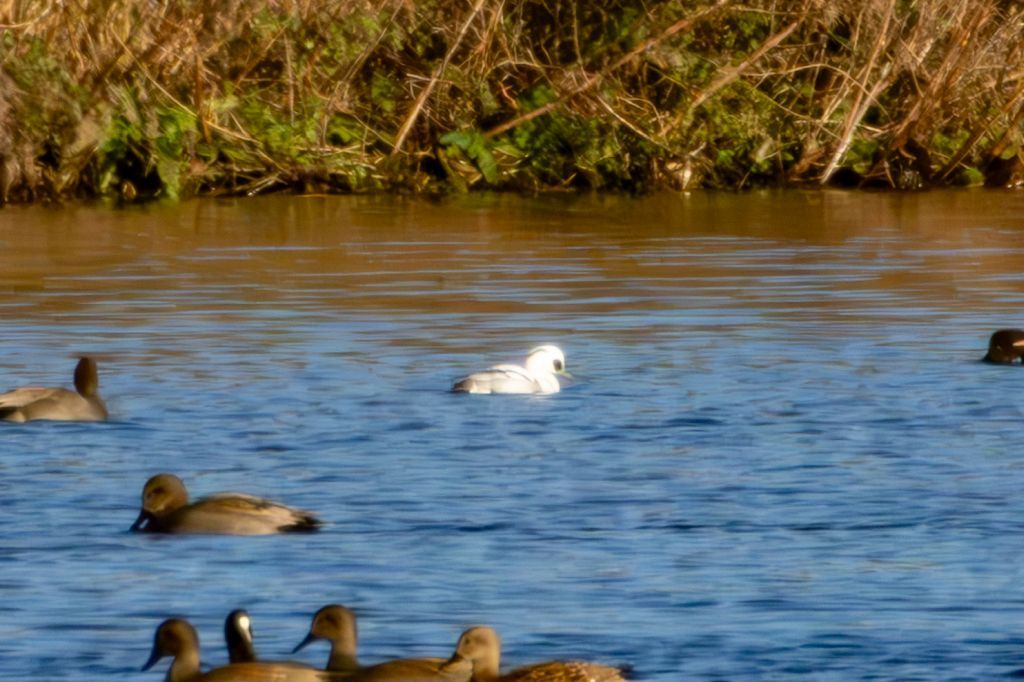 Smew (Mergellus albellus) Male