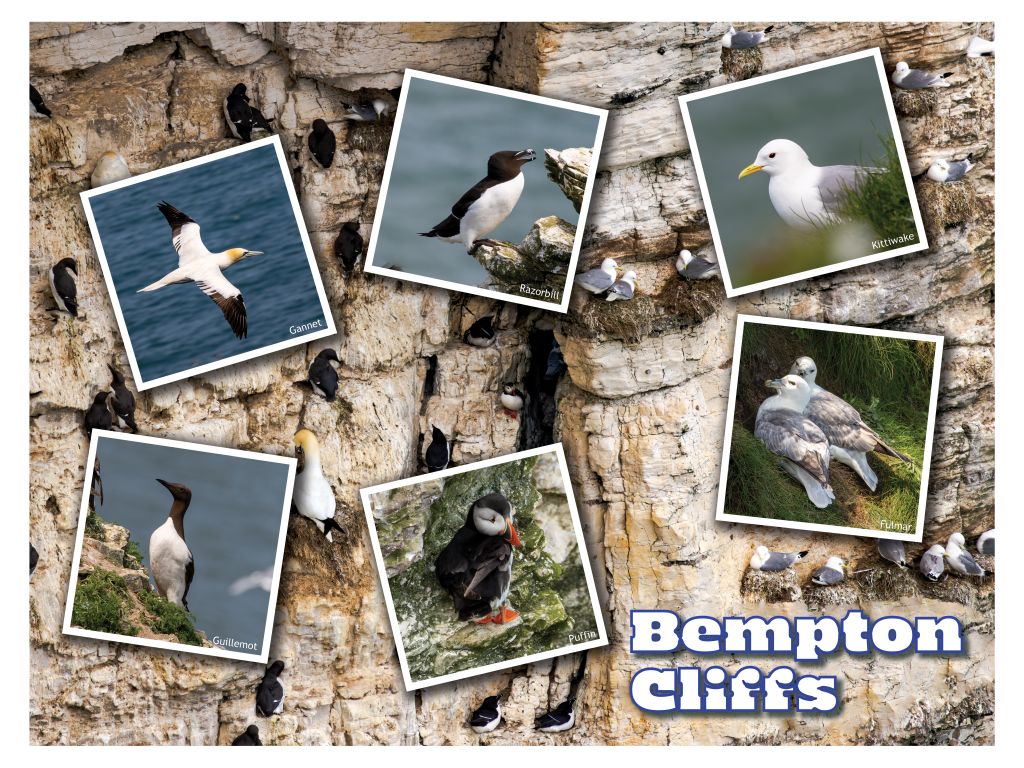 Bempton Cliffs